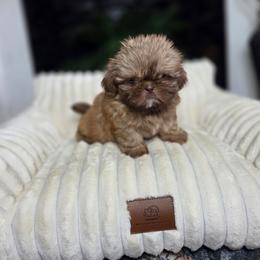 Delta - Red female Shih Tzu puppy in Smithville, Georgia from The Luckie Puppy