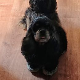 Cocker Spaniel and Doberman Pinscher All Grown Up from Tamra's