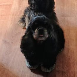 Cocker Spaniel and Doberman Pinscher All Grown Up from Tamra's