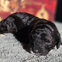 Olaf - Black and white male Cockapoo puppy in Indiahoma, Oklahoma from Phamily Doodles