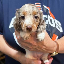 Monica - Dapple female Dachshund puppy in Sterling, Colorado from Country Chics Doxies
