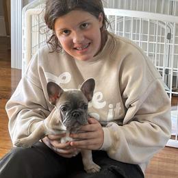 French Bulldog Puppies from Donna's French Bulldogs