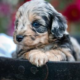 Marley - Blue merle female Aussiedoodle puppy in Crete, Nebraska from Doodles & Co