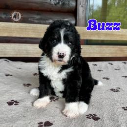 Buzz - Black and white male Bernedoodle puppy in Banner Elk, North Carolina from Walnut Tree Bernedoodles
