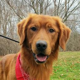 Red - Golden Retriever