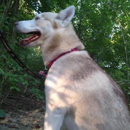 Gerberian Shepskies, German Shepherds, and Siberian Huskies from Arsen's Purebreds & Hybrids