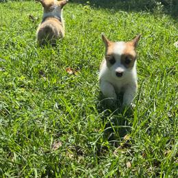 Corrie - Red female Pembroke Welsh Corgi puppy in Brashear, Texas from Sherwood Acres Pembrokes