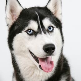 Athena - Siberian Husky