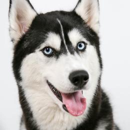 Athena - Siberian Husky