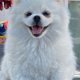 Candice - Pomeranian