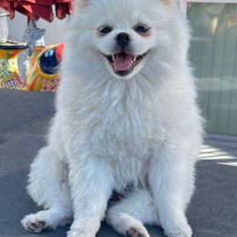 Candice - Pomeranian