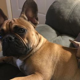 French Bulldogs from Excuse My Frenchie Co