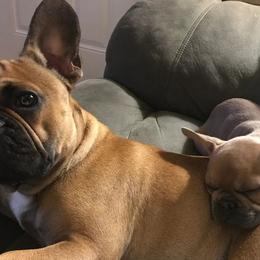 French Bulldogs from Excuse My Frenchie Co