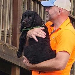 Hazel - Boykin Spaniel