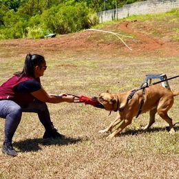 Cane Corso All Grown Up from Diamond Cut Kennels, Hawaii