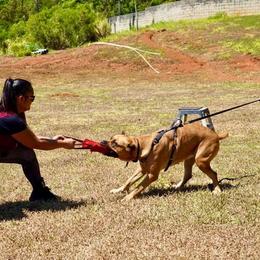 Cane Corso All Grown Up from Diamond Cut Kennels, Hawaii