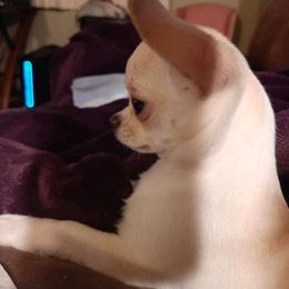 Pink - Chihuahua