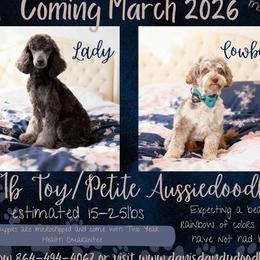 Aussiedoodle puppies from Dani's Dandy Doodles