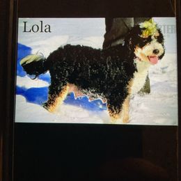 Lola - Bernedoodle
