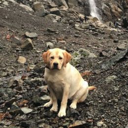 Labrador Retriever Puppies from Aiyer Brothers Labradors