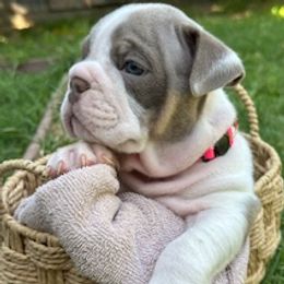 Pink girl - Lilac tri-color female Bulldog puppy in Atwater, California from Raised By Santiago