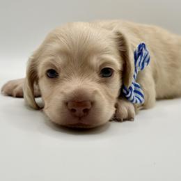 Singleton - Cream male Dachshund puppy in Bartlesville, Oklahoma from OkieDokieDox