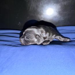 Shadow - Black male Dachshund puppy in Pahrump, Nevada from Jedi Weiner Ranch