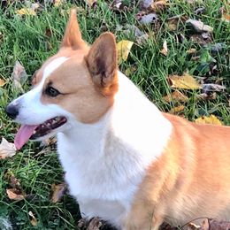 Bell - Pembroke Welsh Corgi