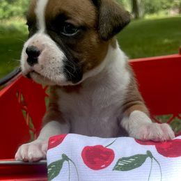 Girl 5 - Fawn female Boxer puppy in Plainwell, Michigan from Hope's Beautiful Boxers