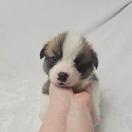Ron Weasley-docked tail - Sable male Pembroke Welsh Corgi puppy in Deming, New Mexico from Dragon Ridge Corgis
