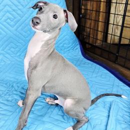 My Spark - White and blue male Italian Greyhound puppy in Cadwell, Georgia from All The DoDa Day Italian Greyhounds