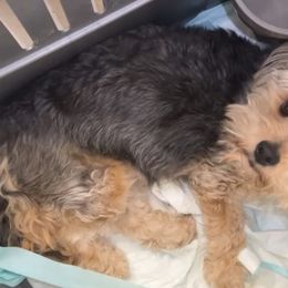 Maggie - Morkie