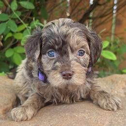 Coco - Purple Collar - Chocolate female Goldendoodle puppy in Kingwood, Texas from Kingwood Goldendoodles