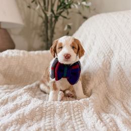 Fozzie - Apricot male Goldendoodle puppy in Cold Spring, Minnesota from A.N.A. Doodles
