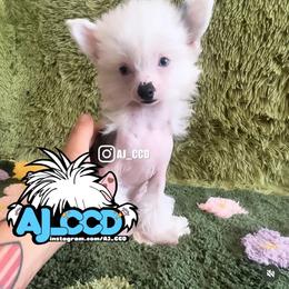 Chinese Crested Puppies from Lucky Star Chinese Crested Dog