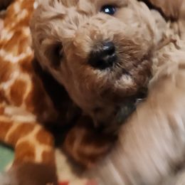 Plato - Apricot male Labradoodle puppy in Fostoria, Michigan from North Country Kennel Club