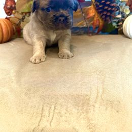French Bulldog Puppies from Fun & Frenchie Free, LLC