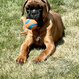 Boxer Puppies from Eagle ID Boxers