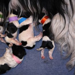 Schapendoes Puppies from Dream Star Schapendoes