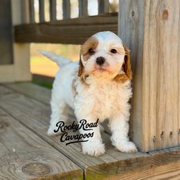 Patch - Blenheim male Cavapoo puppy in Nashville, Arkansas from Rocky Road Puppies