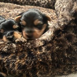 Girl 2 - Black and gold female Yorkshire Terrier puppy in Bakersfield, California from Tiny Tails Yorkies