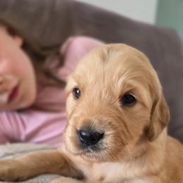 Beth - Golden female Golden Retriever puppy in Lebanon, Oregon from SnowPeakPaws