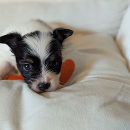 Girl 3 - White black and tan female Papillon puppy in Joshua, Texas from Summertime Kennels