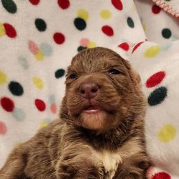 Amethyst - Isabella female German Shepherd puppy in Los Lunas, New Mexico from Mali's German Shepherds