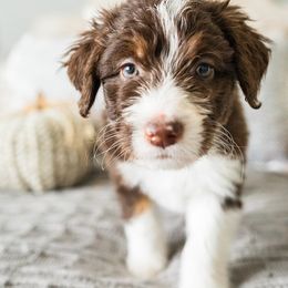 Aussiedoodle, Bernedoodle, and Poodle Puppies from Doodle Belle Puppy