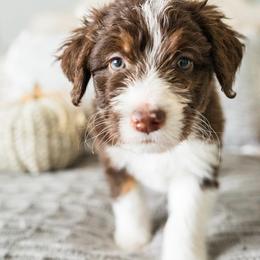 Aussiedoodle, Bernedoodle, and Poodle Puppies from Doodle Belle Puppy