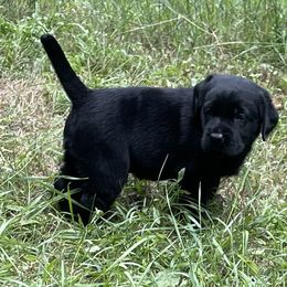 Labrador Retriever Puppies from Linro Labradors