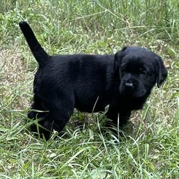 Labrador Retriever Puppies from Linro Labradors