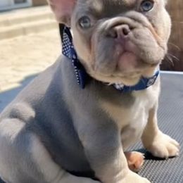 French Bulldogs from North Area French Bulldogs