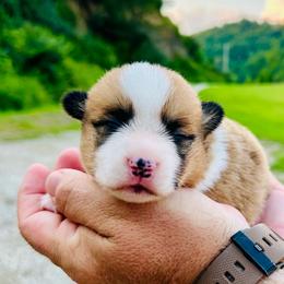 Bowie - Red male Pembroke Welsh Corgi puppy in Manchester, Kentucky from Riverside Corgis